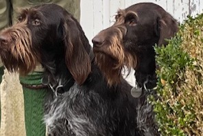 Vermisstmeldung Hund  Weiblich , 2 jahre Neuville-sur-Brenne Frankreich