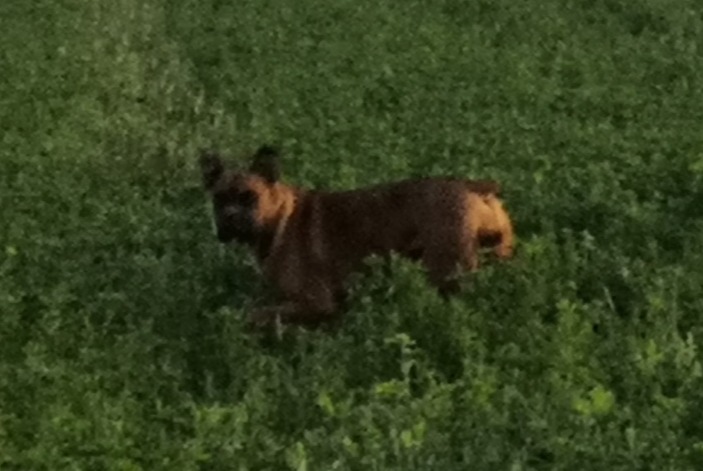 Discovery alert Dog  Female Marçay France