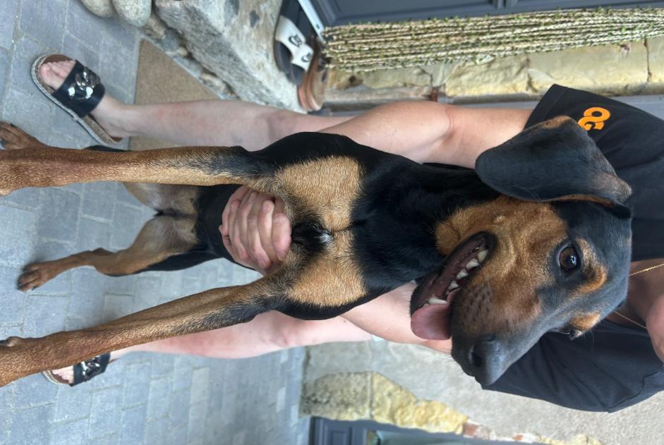 Alerte Découverte Chien croisement  Femelle , Entre 7 et 9 mois Beaumont-Louestault France