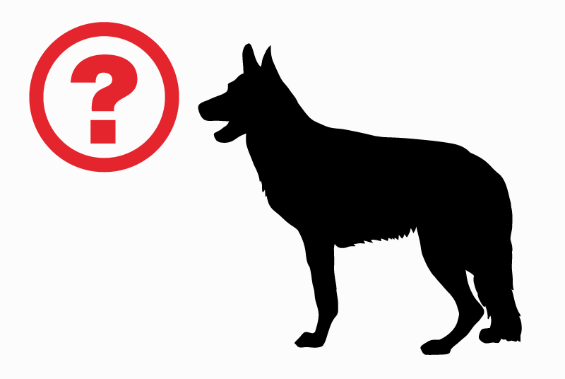 Alerte Disparition Chien  Femelle , 5 ans Luzé France